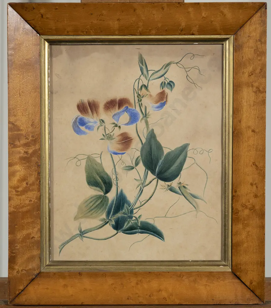 Vict Botanical Watercolour Study Image 1++