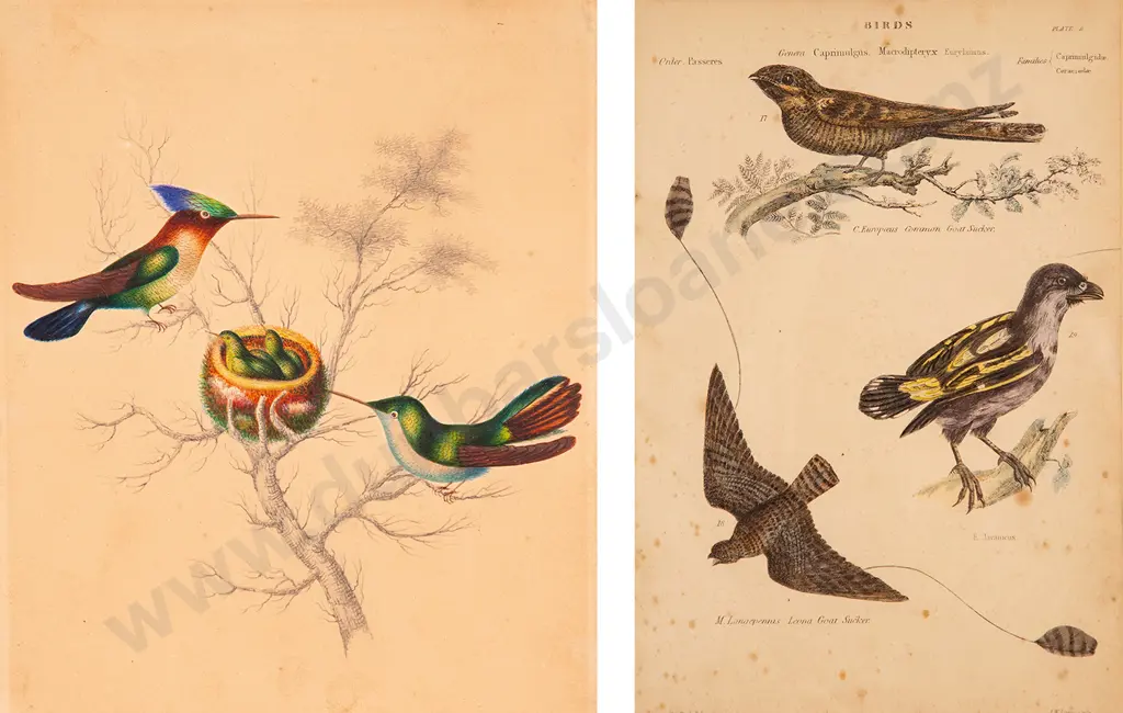 Bookplate together with Graphite and Watercolour of Birds Image 1++
