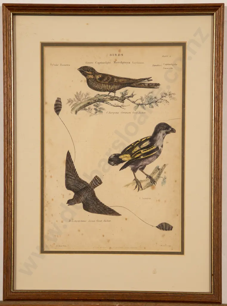 Bookplate together with Graphite and Watercolour of Birds Image 1++