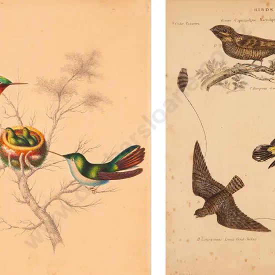 Bookplate together with Graphite and Watercolour of Birds