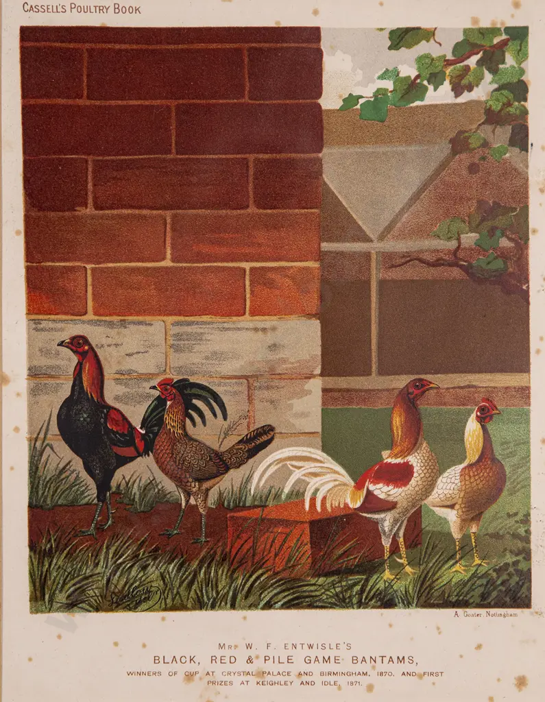 Set of Five Illustrations From Cassell's Poultry Book Image 1++
