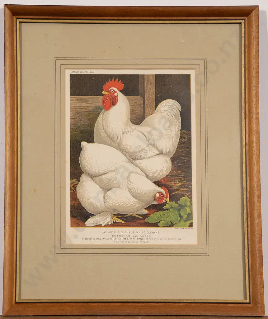 Set of Five Illustrations From Cassell's Poultry Book Image 1++