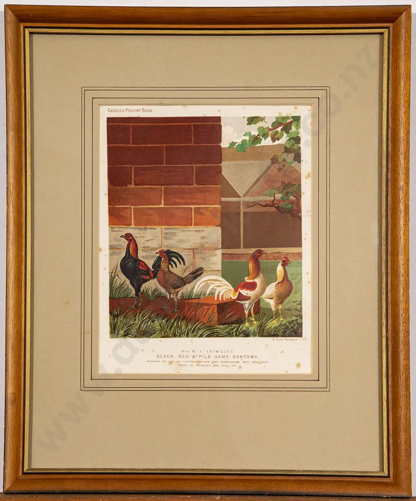Set of Five Illustrations From Cassell's Poultry Book Image 1++