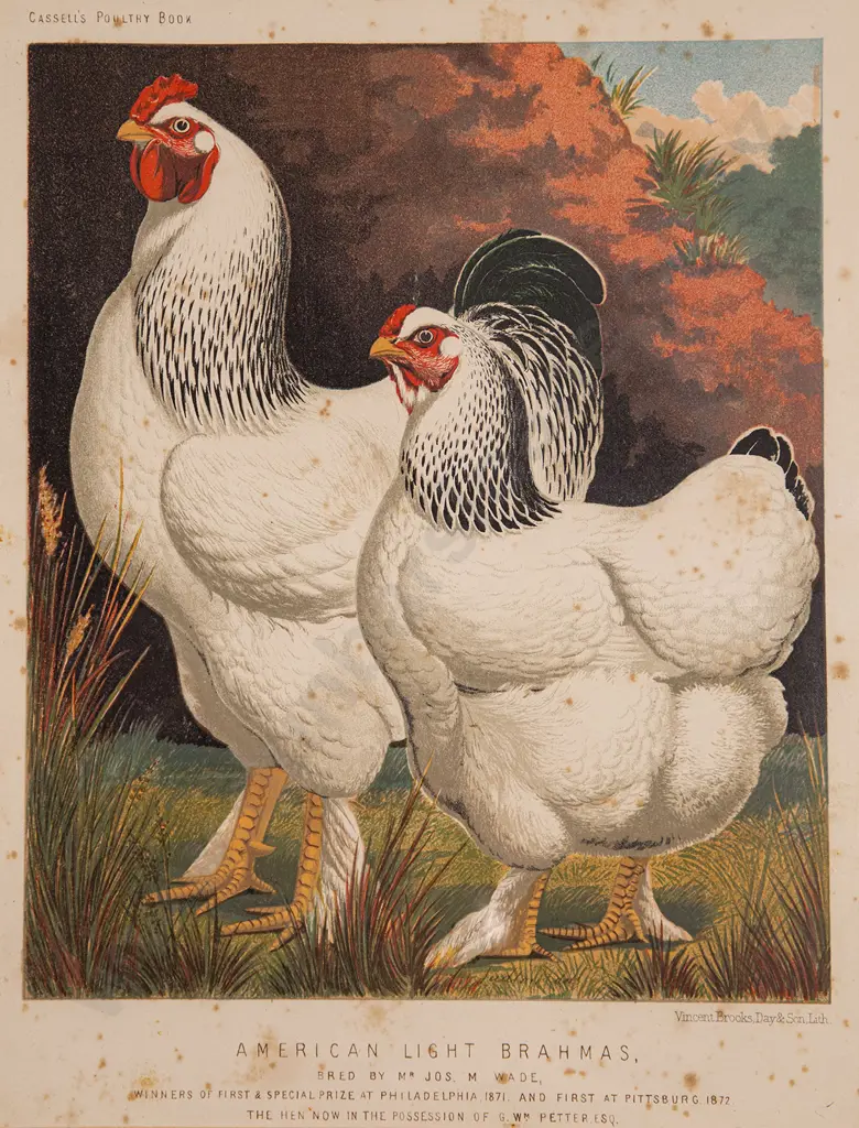 Set of Five Illustrations From Cassell's Poultry Book Image 1++