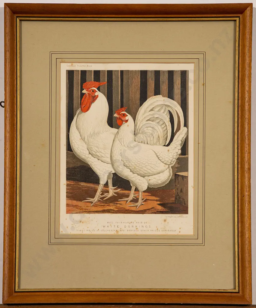 Set of Five Illustrations From Cassell's Poultry Book Image 1++
