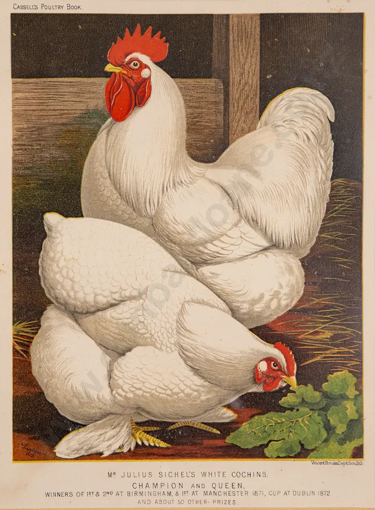 Set of Five Illustrations From Cassell's Poultry Book Image 1++