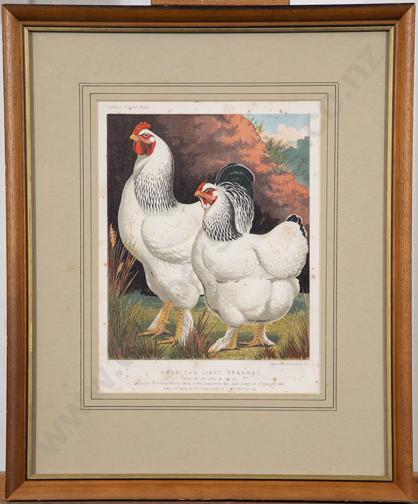 Set of Five Illustrations From Cassell's Poultry Book Image 1++