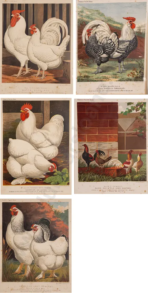 Set of Five Illustrations From Cassell's Poultry Book Image 1++