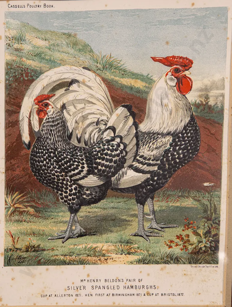 Set of Five Illustrations From Cassell's Poultry Book Image 1++