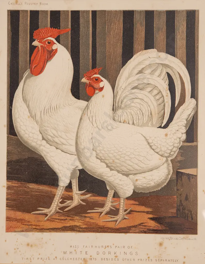 Set of Five Illustrations From Cassell's Poultry Book Image 1++