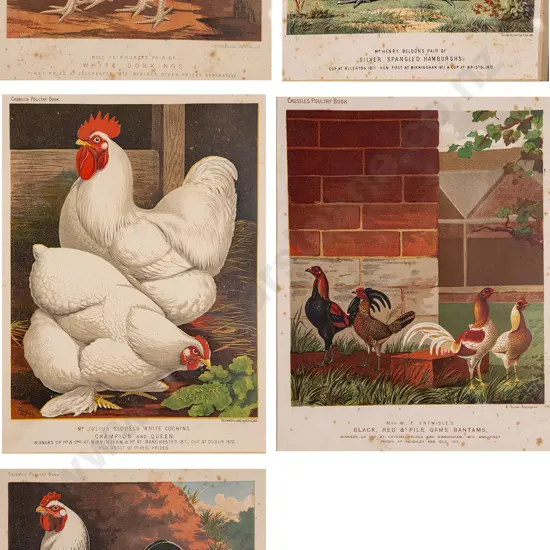 Set of Five Illustrations From Cassell's Poultry Book