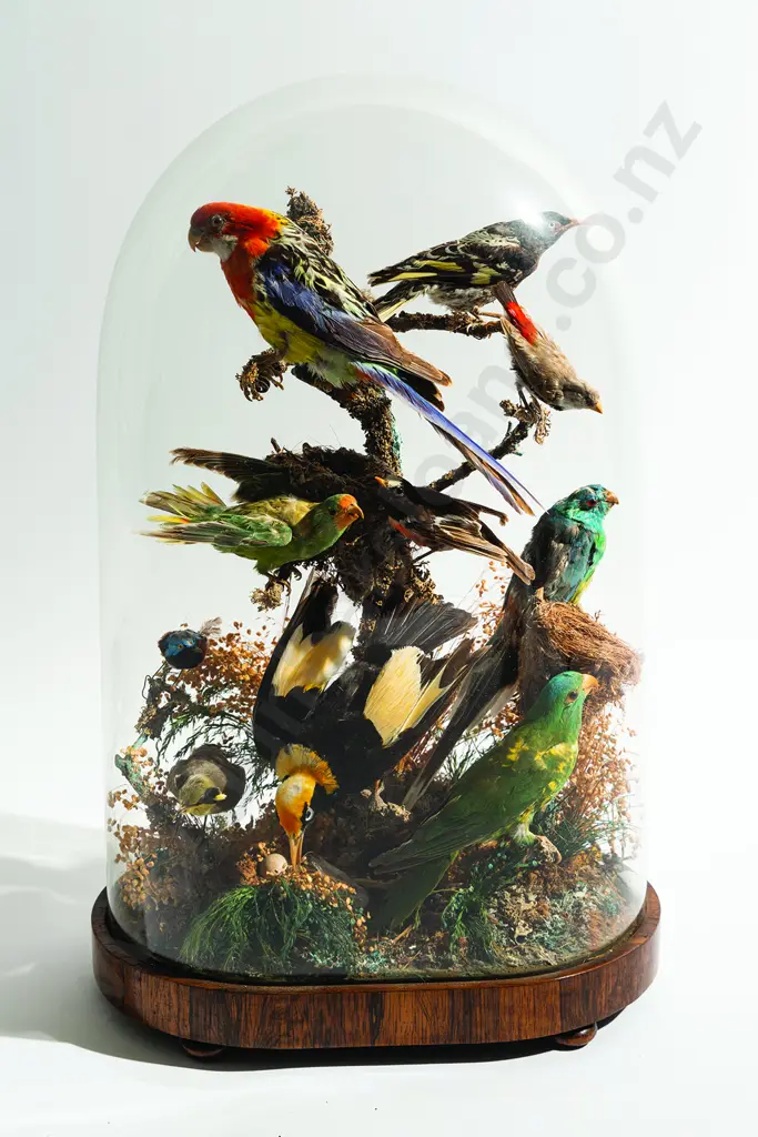 Vict Dome Cased Display of 10 Australian Birds Image 1++
