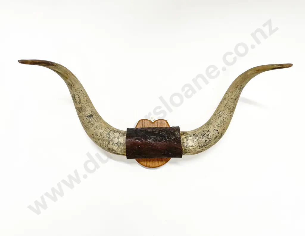 C19th Scrimshaw Cattle Horns Image 1++
