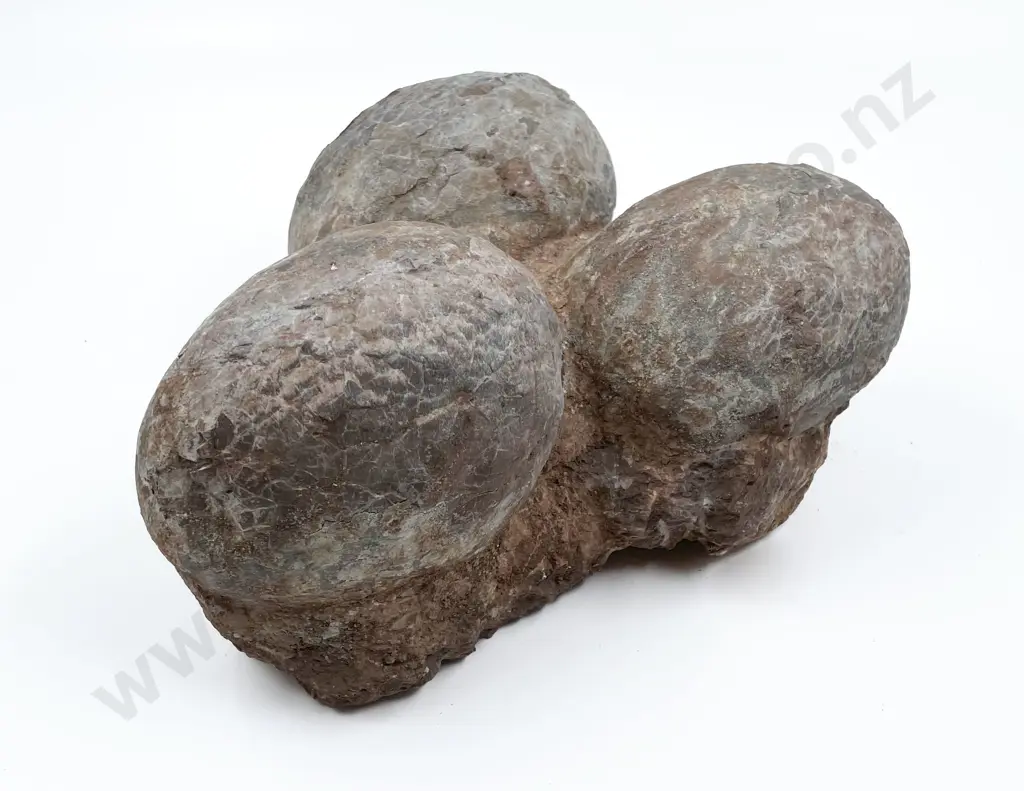 Fossilized Egg Group of Three Image 1++
