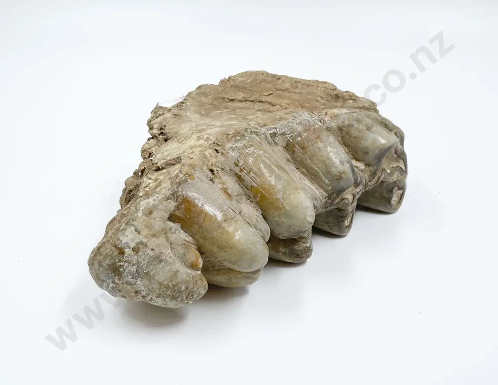 Fossilized Teeth Image 1++