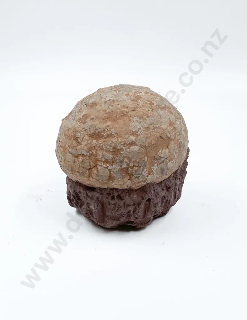 Fossilized Egg Image 1++