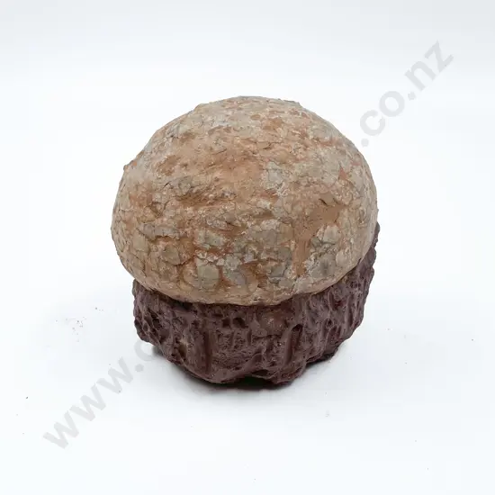 Fossilized Egg