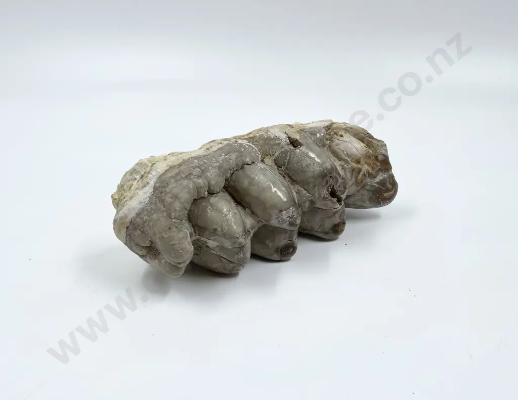 Fossilized Teeth Image 1++