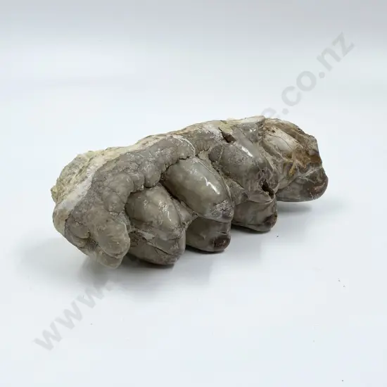 Fossilized Teeth