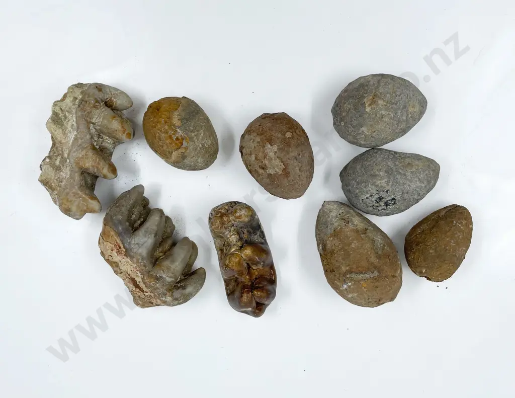 Small Box of Assorted Fossilized Teeth and Eggs Image 1++