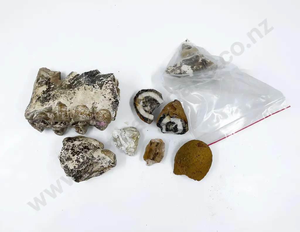Box of Assorted Fossilized Teeth Etc. Image 1++