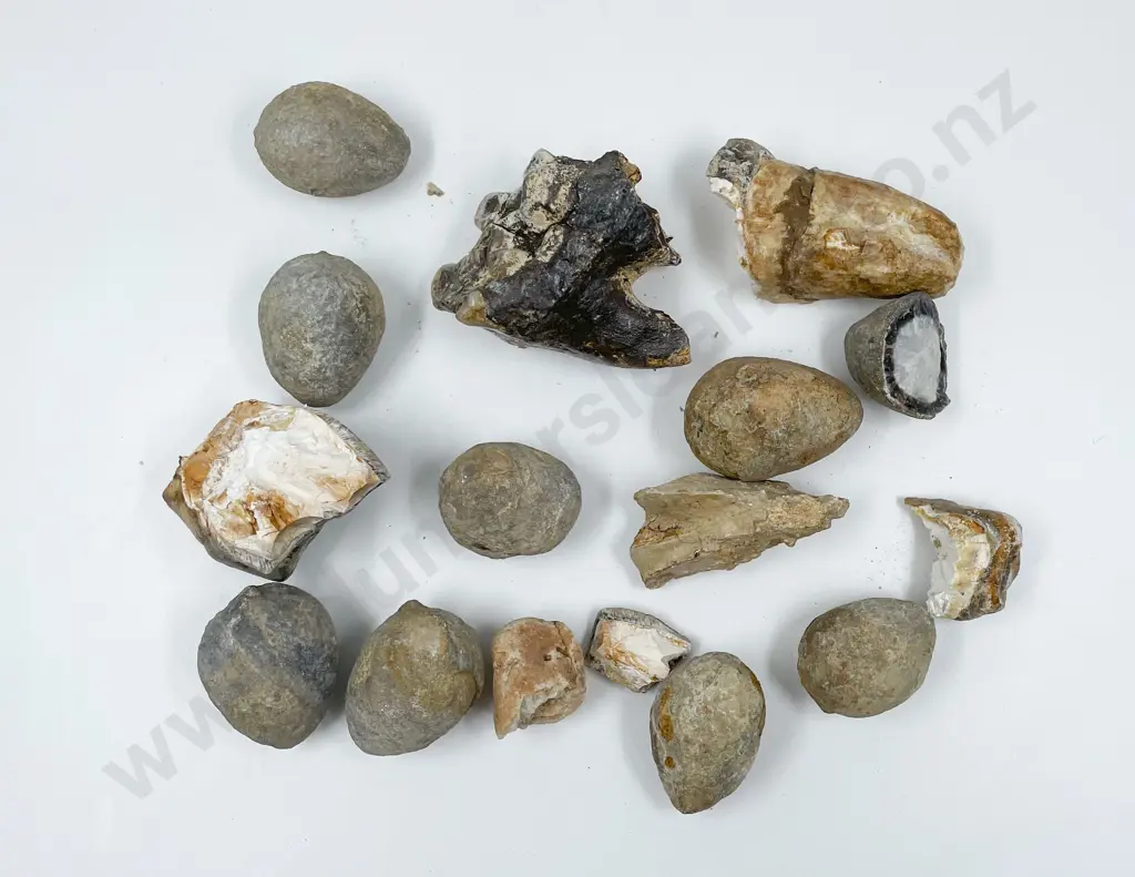 Box of Assorted Fossilized Teeth and Eggs Image 1++