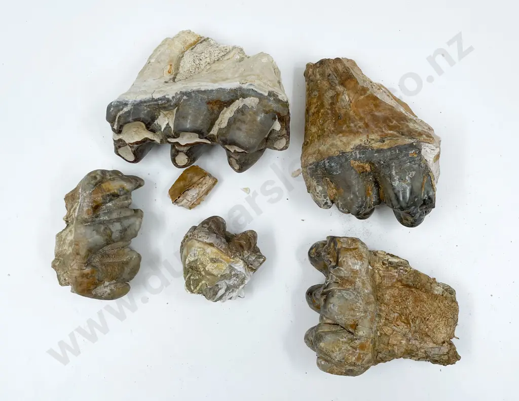 Box of Assorted Fossilized Teeth Image 1++