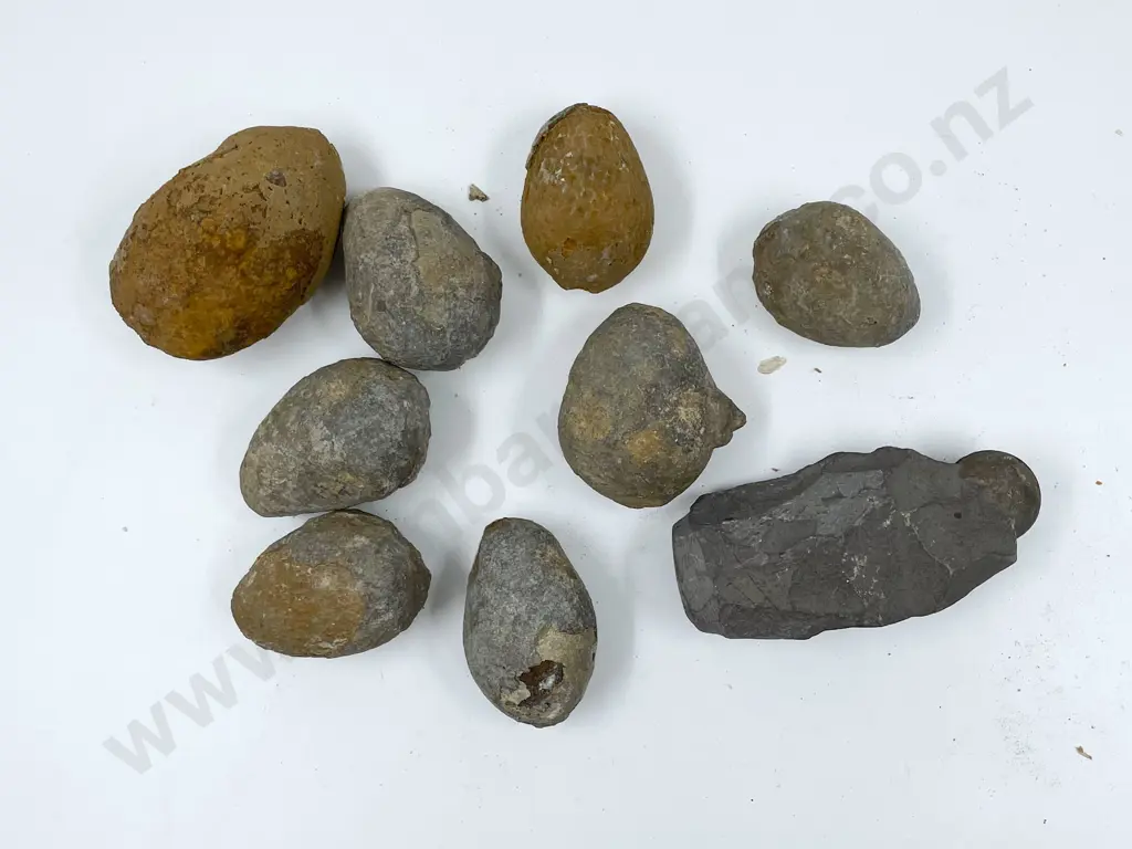 Box of Assorted Fossilized Eggs Image 1++