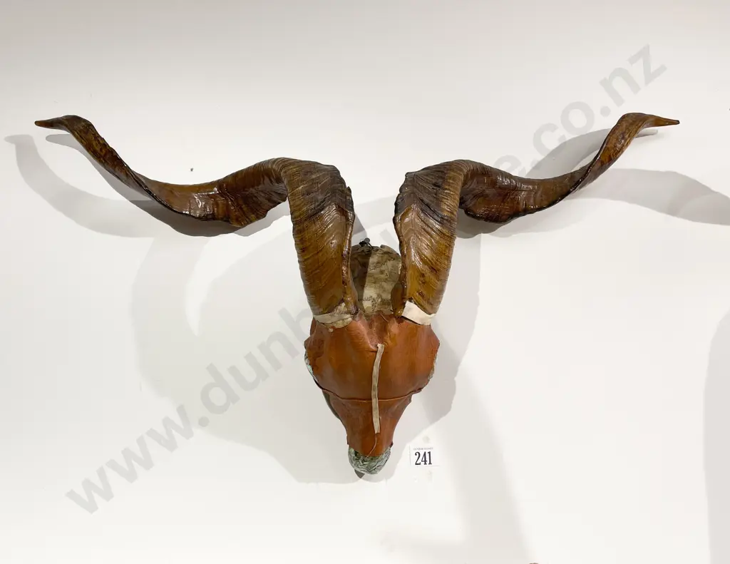 Taxidermy Horn Display With Leather Mask and Paua Inserts Image 1++