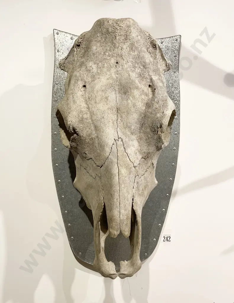 Buffalo Skull Image 1++