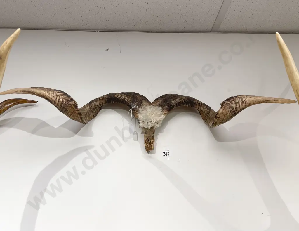 Taxidermy Horns Image 1++