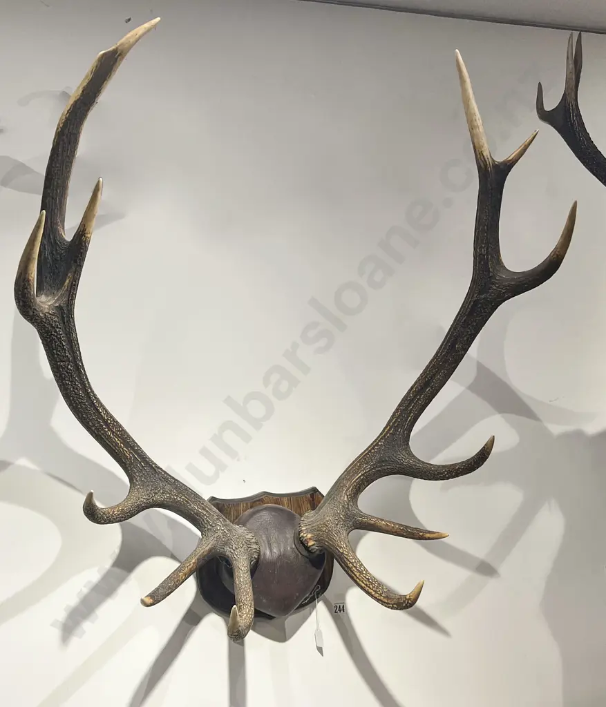 Antler Display on Shield Mount Image 1++
