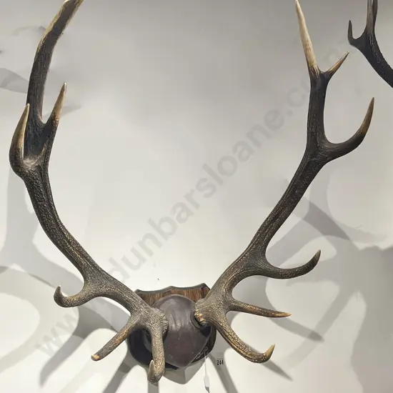 Antler Display on Shield Mount