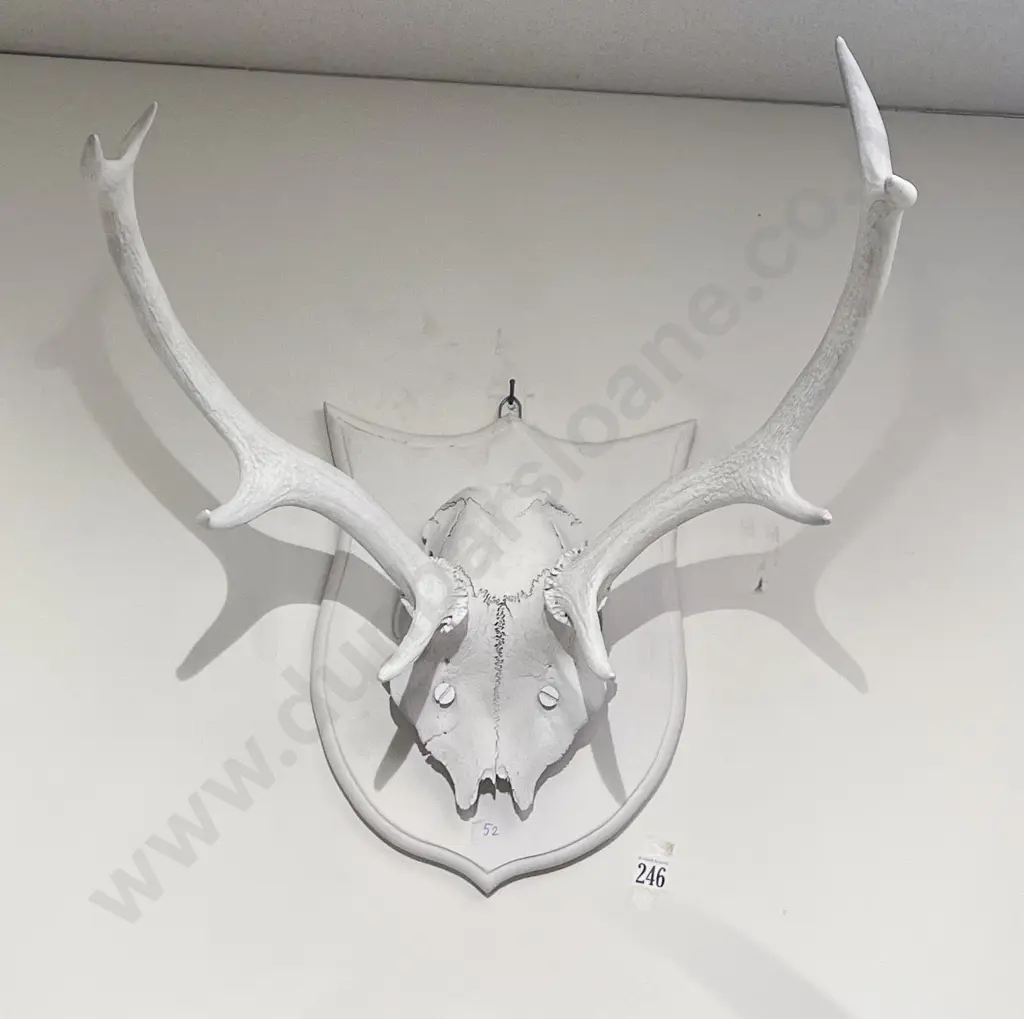 White Painted Taxidermy Antlers on Shield Base Image 1++