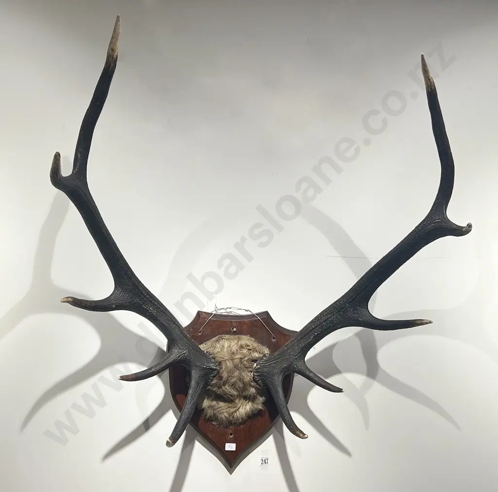 Taxidermy Antlers on Wooden Shield Base Image 1++