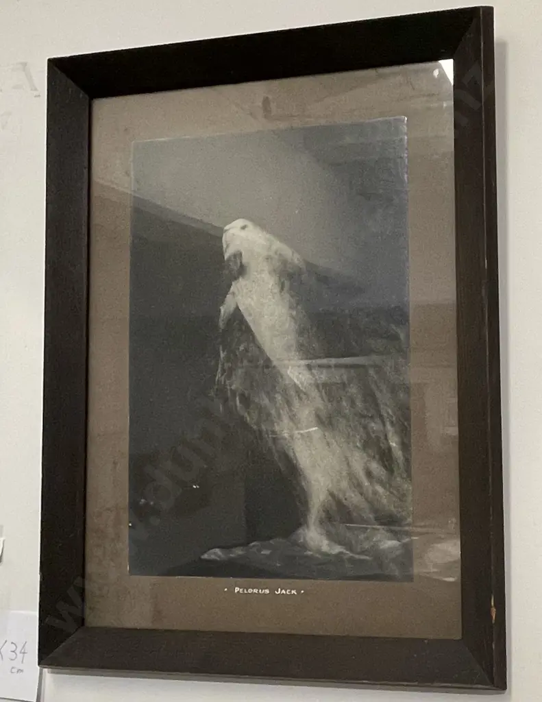 2 Prints Including Boer War Rider Image 1++