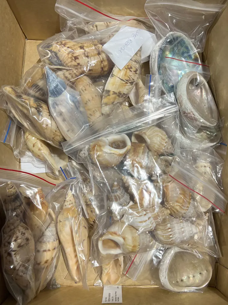 Box of Assorted Shells Image 1++