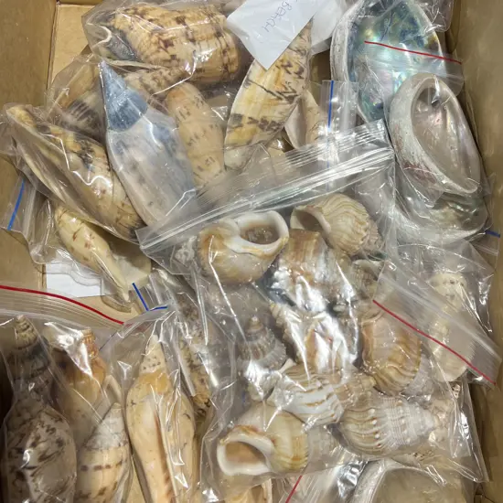 Box of Assorted Shells