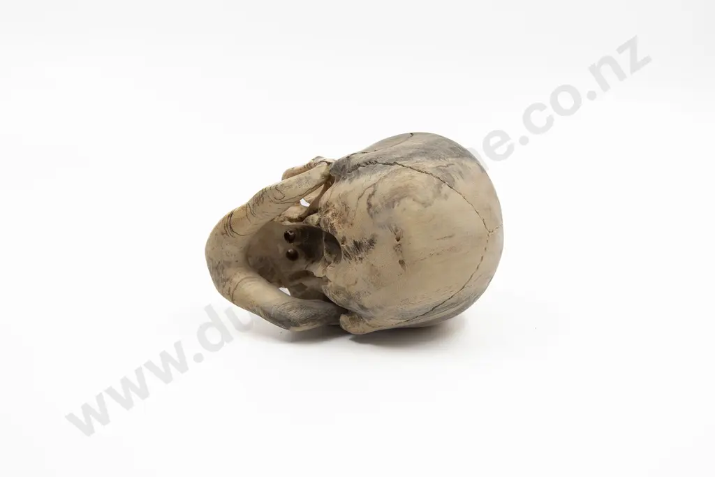 A Good Quality Javanese Carved Wood Skull With Bone Teeth Image 1++