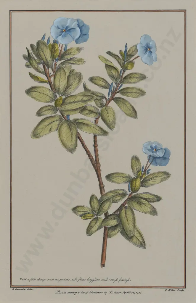 J Miller after R Lancake - Vinca Image 1++