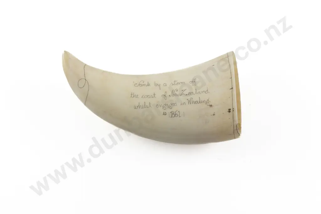 Scrimshaw Whale Tooth Image 1++