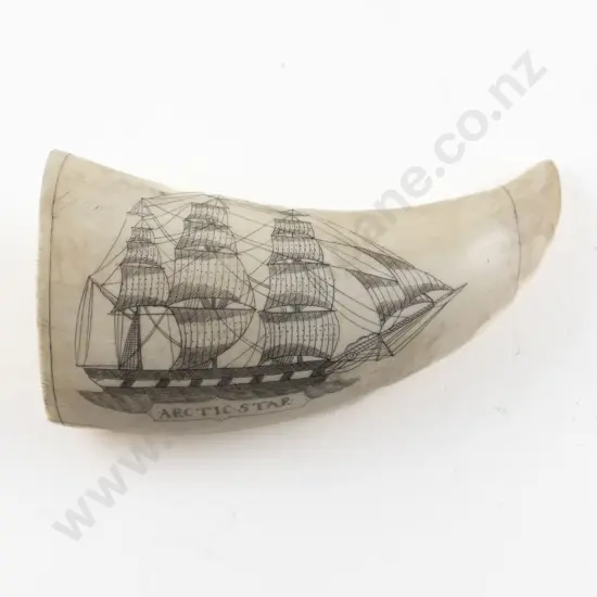 Scrimshaw Whale Tooth