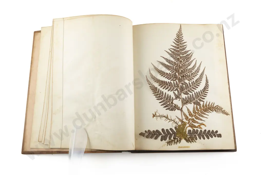 C19th NZ Fern Album By Thomas Cranwell Image 1++