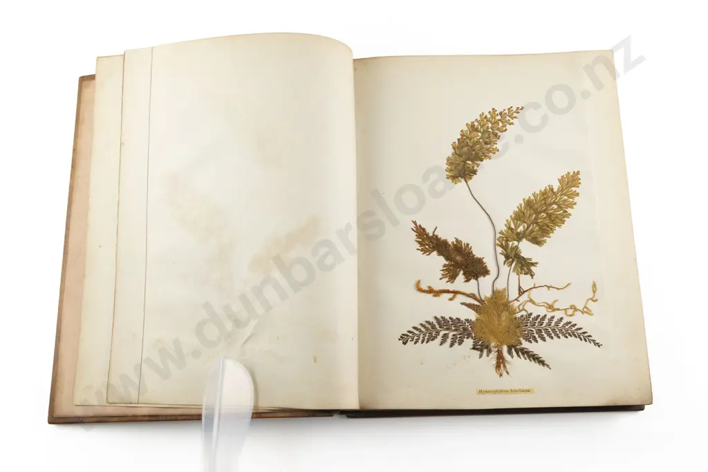 C19th NZ Fern Album By Thomas Cranwell Image 1++