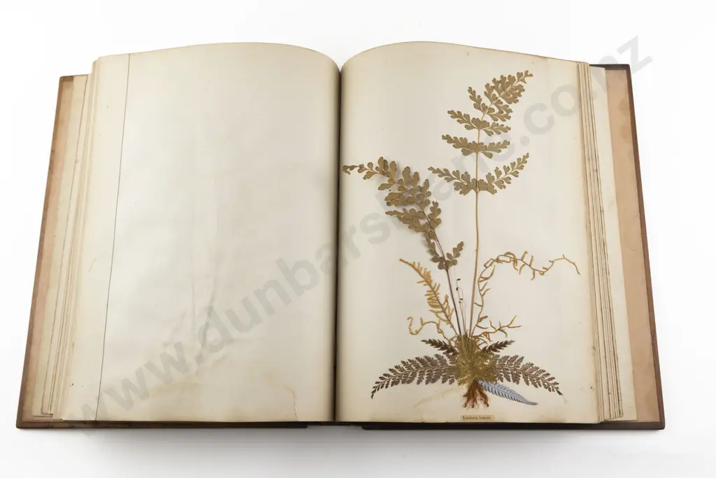 C19th NZ Fern Album By Thomas Cranwell Image 1++