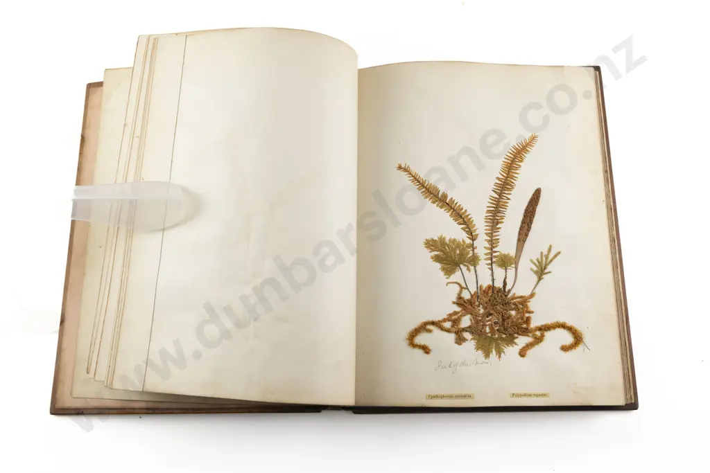 C19th NZ Fern Album By Thomas Cranwell Image 1++