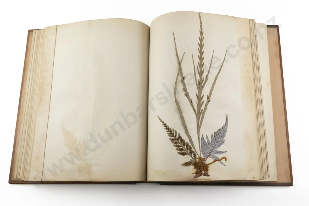 C19th NZ Fern Album By Thomas Cranwell Image 1++