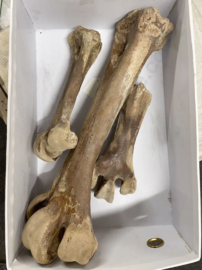 Three Moa Leg Bones Image 1++
