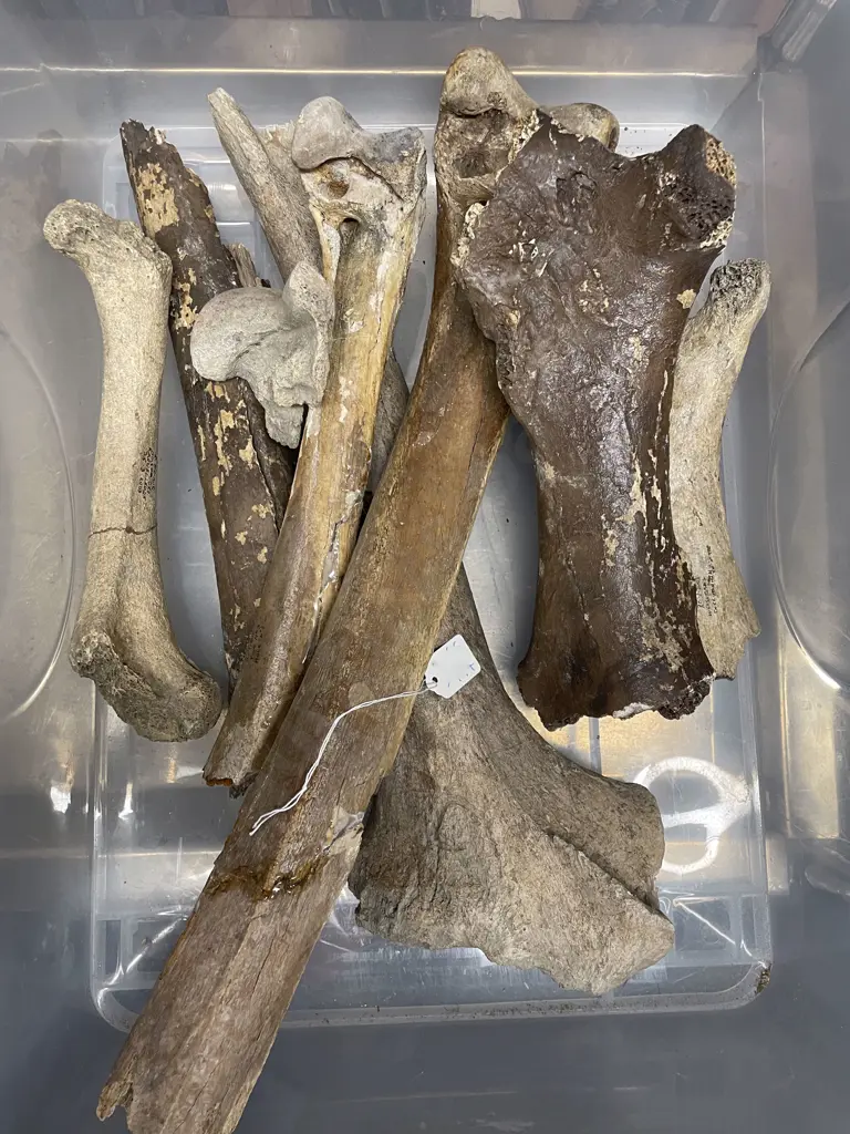 Box Of Assorted Moa Bones Image 1++