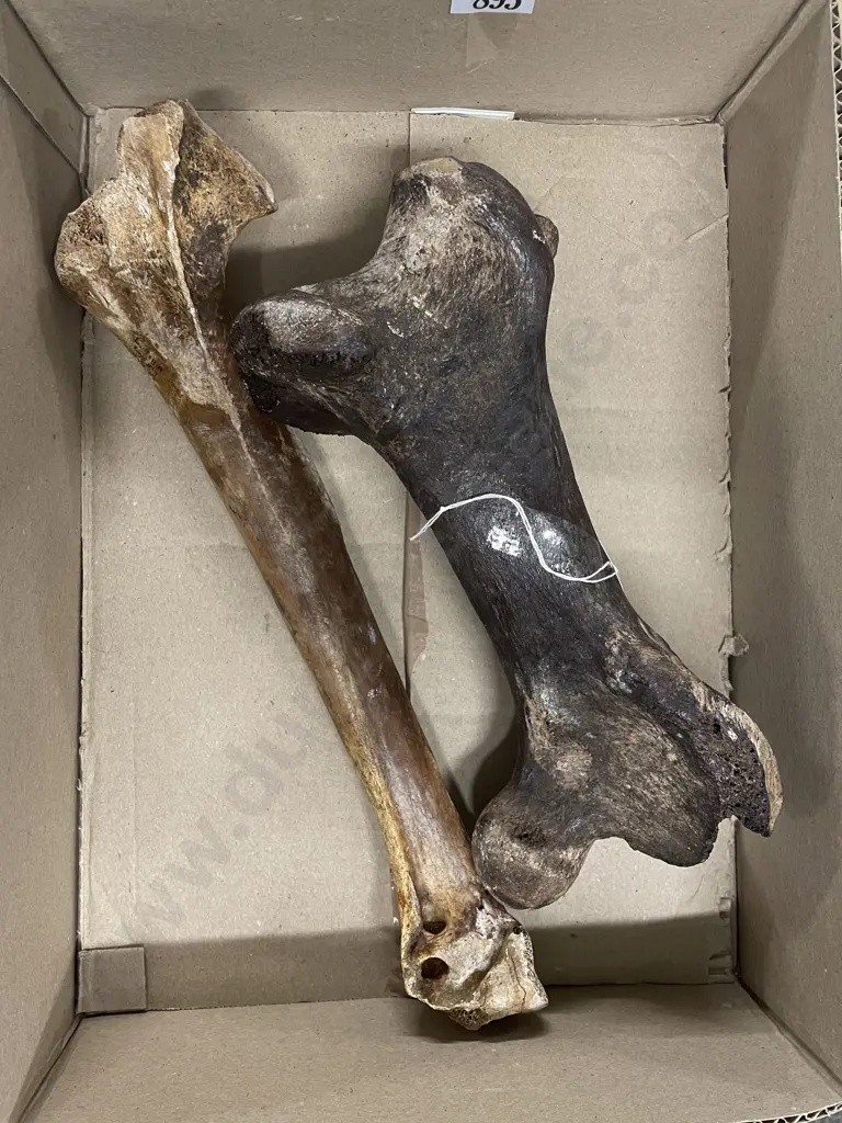 Two Moa Leg Bones Image 1++